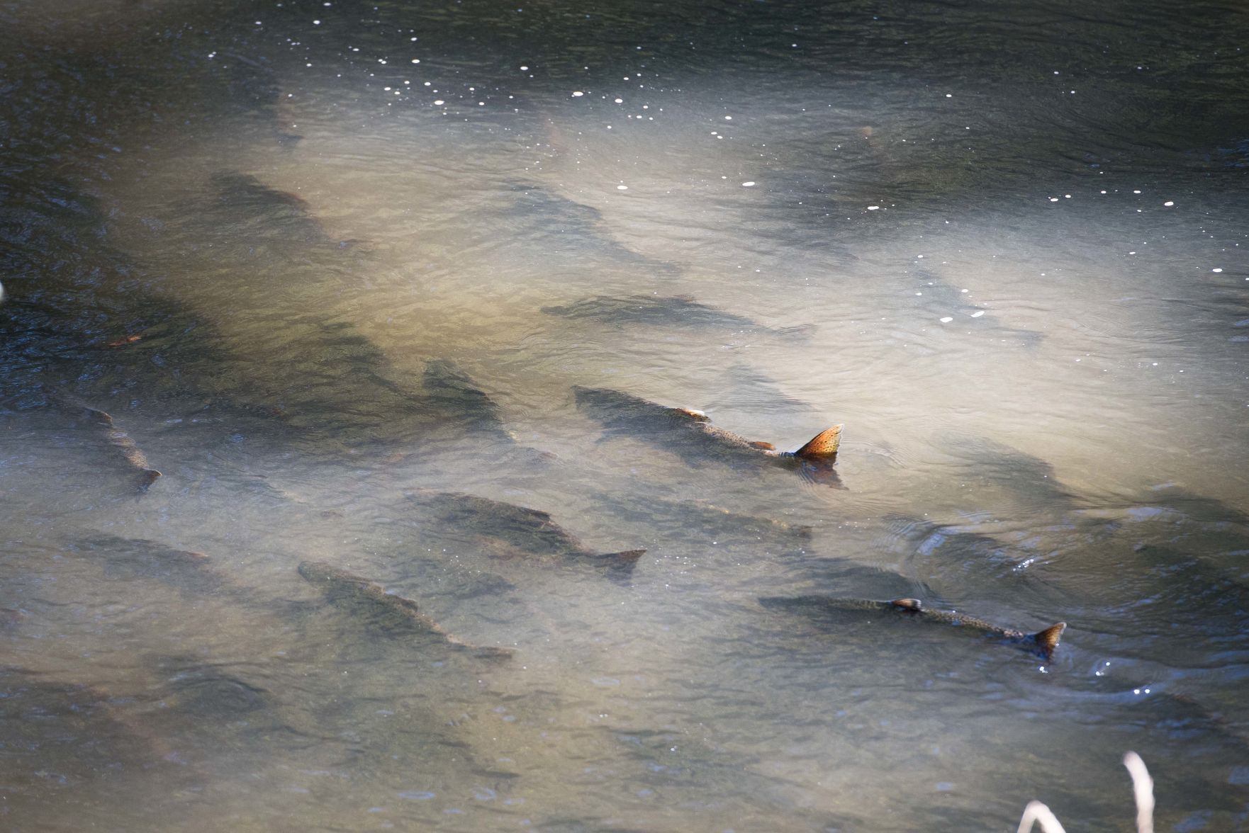 Spawning salmon